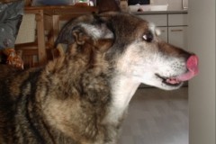 Schermafbeelding-2025-01-29-163737
