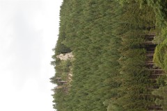 1_DSC_0243
