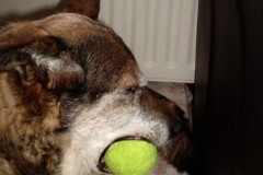 Schermafbeelding-2025-01-27-171127