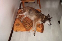 Schermafbeelding-2025-01-19-115321